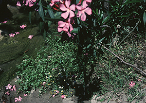 LEICA M3, SUMMICRON 2/50